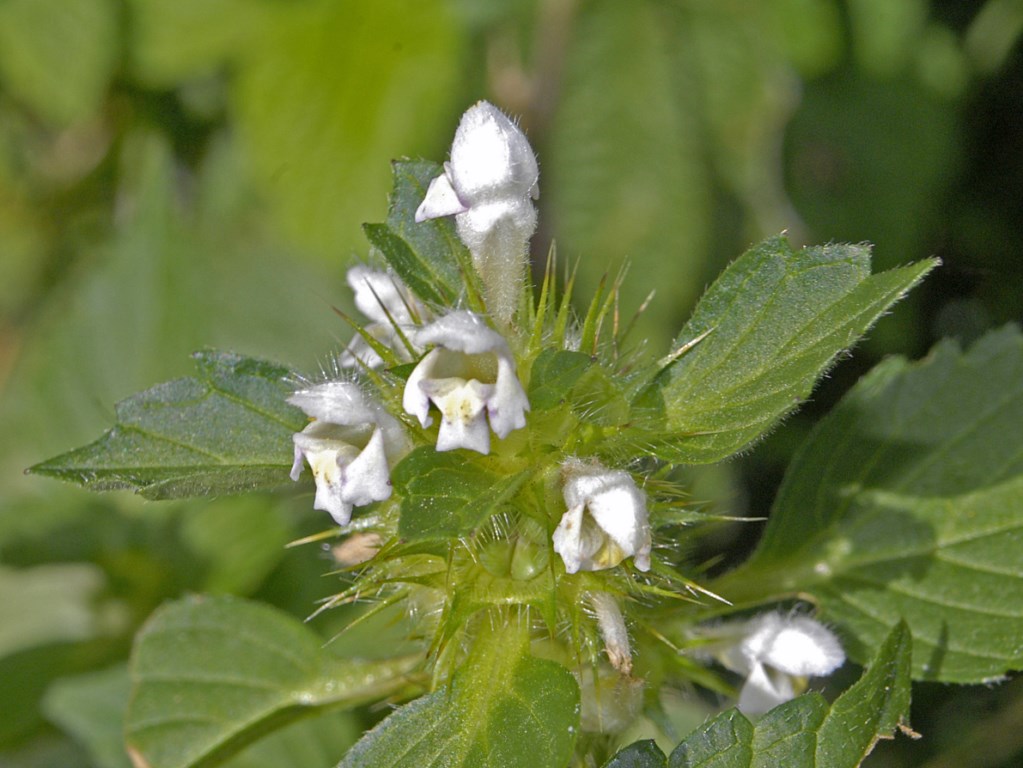 Piccoli fiori bianchi - Galeopsis cfr. tetrahit